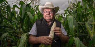 Productores de maíz blanco recibirán hasta 950 pesos por tonelada con reglas más simples