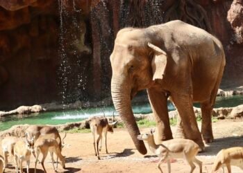 La reina longeva de La Aurora: Trompita, la elefanta que hizo del tiempo su aliado