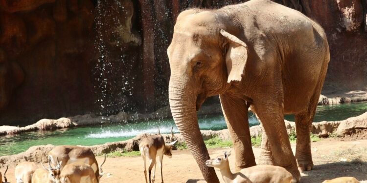 La reina longeva de La Aurora: Trompita, la elefanta que hizo del tiempo su aliado