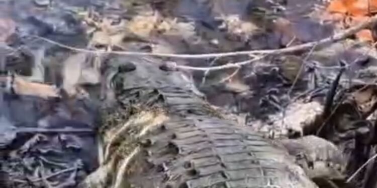 Regresa a su hábitat el cocodrilo rescatado que se resguardaba en el centro de Chetumal