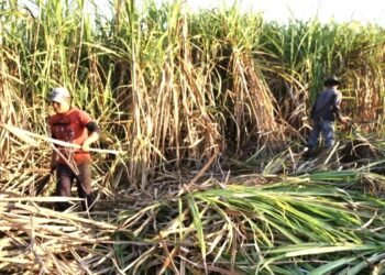 No más niños trabajando en la zafra: erradican explotación en cañaverales del Río Hondo