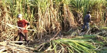 No más niños trabajando en la zafra: erradican explotación en cañaverales del Río Hondo