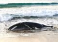 Remolcan a cría de ballena jorobada que quedó varada en una playa de Oaxaca