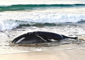 Remolcan a cría de ballena jorobada que quedó varada en una playa de Oaxaca