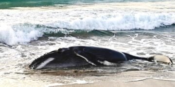 Remolcan a cría de ballena jorobada que quedó varada en una playa de Oaxaca