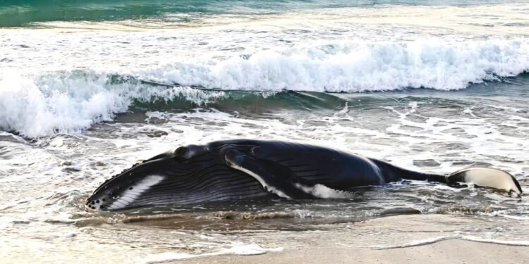 Remolcan a cría de ballena jorobada que quedó varada en una playa de Oaxaca