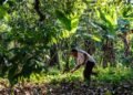 El suelo mexicano recupera su vida gracias a prácticas sostenibles de “Sembrando Vida”