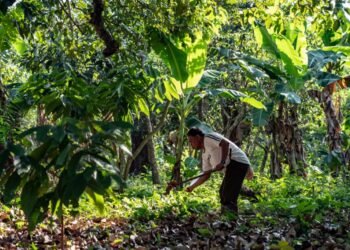 El suelo mexicano recupera su vida gracias a prácticas sostenibles de “Sembrando Vida”