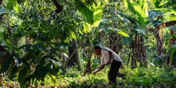 El suelo mexicano recupera su vida gracias a prácticas sostenibles de “Sembrando Vida”