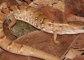Exclusiva de México; UNAM descubre nueva lagartija caimán endémica del occidente del país