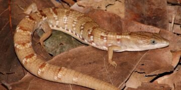 Exclusiva de México; UNAM descubre nueva lagartija caimán endémica del occidente del país