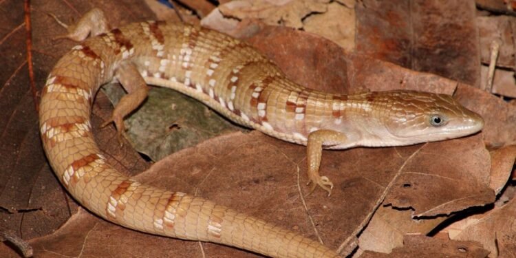 Exclusiva de México; UNAM descubre nueva lagartija caimán endémica del occidente del país