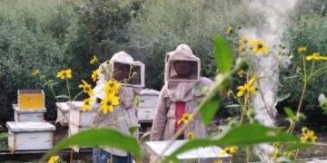 Impulsan el reconocimiento y protección para la miel melipona el “oro líquido” de los mayas