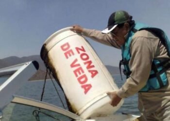 Protegen especies clave del ecosistema marino de Quintana Roo con veda de caracol rosado y mero