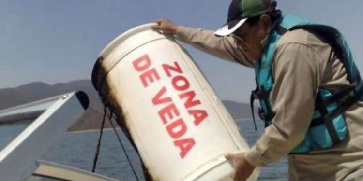 Protegen especies clave del ecosistema marino de Quintana Roo con veda de caracol rosado y mero