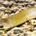 Descubren nueva serpiente en México que habita en lugares subterráneos