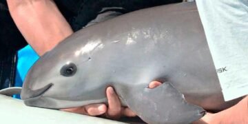 Acuerdan nuevas medidas para conservar a la vaquita marina en el Alto Golfo