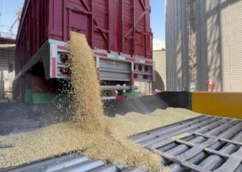 Apoyos al maíz llegan a más de 31 mil productores en el país