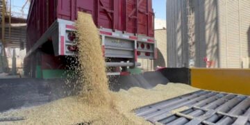 Apoyos al maíz llegan a más de 31 mil productores en el país