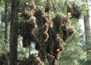 Avanza conservación de la mariposa Monarca: ocupación forestal alcanza 2.93 hectáreas
