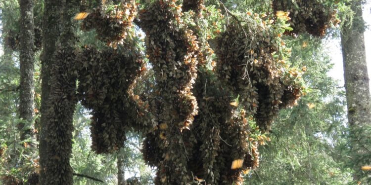 Avanza conservación de la mariposa Monarca: ocupación forestal alcanza 2.93 hectáreas