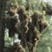 Avanza conservación de la mariposa Monarca: ocupación forestal alcanza 2.93 hectáreas