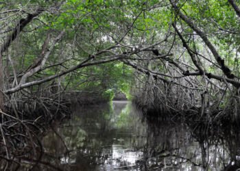 Alerta en Quintana Roo: el insecto barrenador amenaza al mangle negro del Caribe mexicano