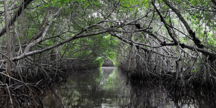 Alerta en Quintana Roo: el insecto barrenador amenaza al mangle negro del Caribe mexicano