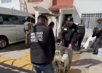 Rescatan más de 700 animales hacinados en vivienda de Estado de México
