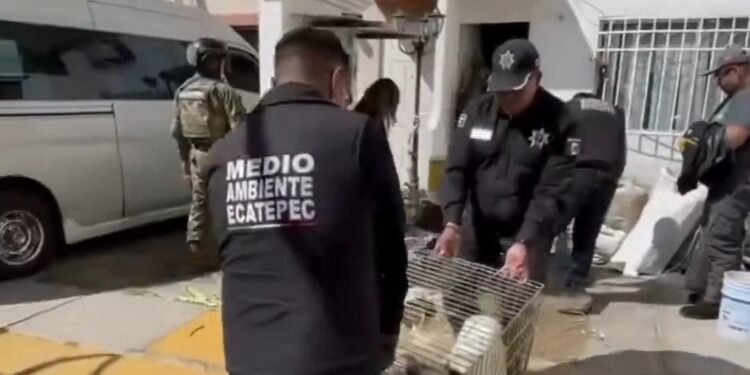 Rescatan más de 700 animales hacinados en vivienda de Estado de México