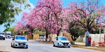 Lanzan convocatoria para declarar y reconocer a los Árboles Históricos y Notables de la entidad