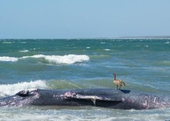 Trágico varamiento: ballena jorobada muere golpeada por el oleaje en costa de Piaxtla