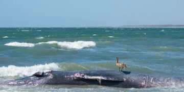 Trágico varamiento: ballena jorobada muere golpeada por el oleaje en costa de Piaxtla