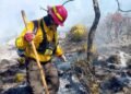 Incendio amenaza la llegada de Monarcas a su santuario en la sierra de Tamaulipas