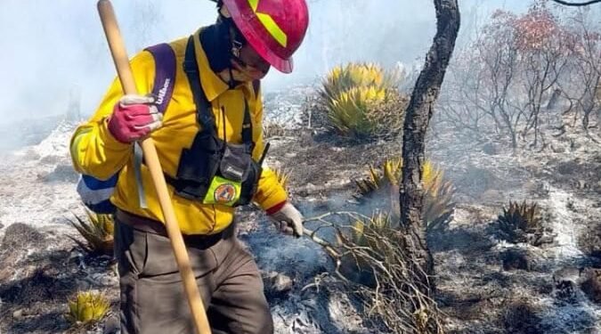 Incendio amenaza la llegada de Monarcas a su santuario en la sierra de Tamaulipas
