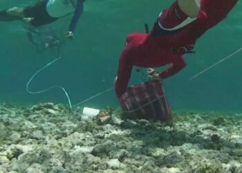 Se levanta la veda: arranca la temporada de pesca regulada del caracol rosado en Banco Chinchorro