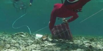 Se levanta la veda: arranca la temporada de pesca regulada del caracol rosado en Banco Chinchorro