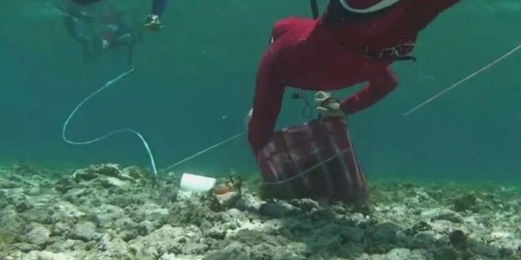 Se levanta la veda: arranca la temporada de pesca regulada del caracol rosado en Banco Chinchorro