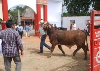 Autoridad advierte: no habrá tolerancia al maltrato animal en la Expomor 2026