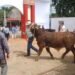 Autoridad advierte: no habrá tolerancia al maltrato animal en la Expomor 2026