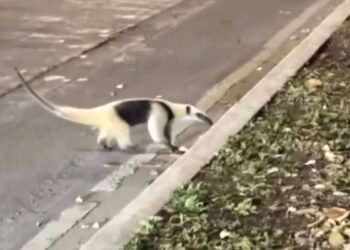 ¡No los atropelles! Llaman autoridades a circular con precaución en Boulevard Bahía ante avistamientos de fauna diversa