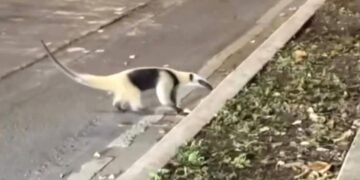 ¡No los atropelles! Llaman autoridades a circular con precaución en Boulevard Bahía ante avistamientos de fauna diversa