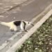 ¡No los atropelles! Llaman autoridades a circular con precaución en Boulevard Bahía ante avistamientos de fauna diversa
