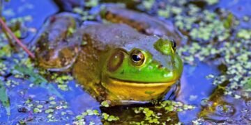 Detectan más de 10 especies invasoras en ecosistemas quintanarroenses