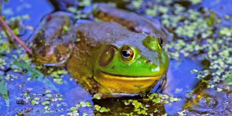 Detectan más de 10 especies invasoras en ecosistemas quintanarroenses