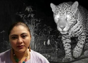 Piden diputados investigación federal por presencia de jaguar en predio de Royal Caribbean