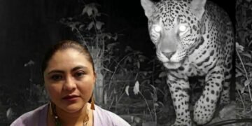 Piden diputados investigación federal por presencia de jaguar en predio de Royal Caribbean