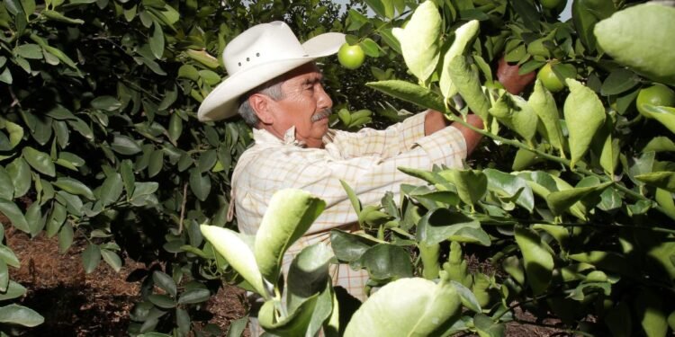 Alza del limón provoca temor a robos en parcelas; productores organizan vigilancia nocturna