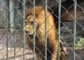 Indignación por león que vomita parásitos enciende redes; autoridades dicen que ya fue atendido