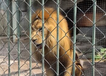 Indignación por león que vomita parásitos enciende redes; autoridades dicen que ya fue atendido